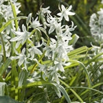 Planttip Ornithogalum