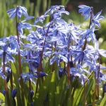 Planttip Scilla