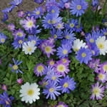 Planttip Anemone blanda