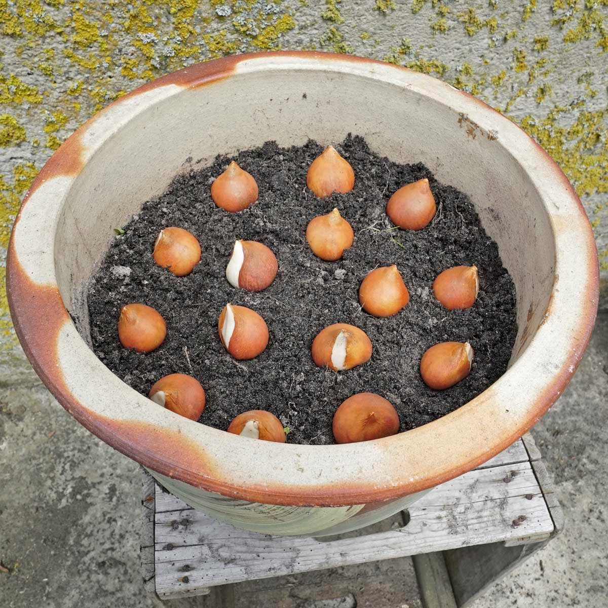 Tulpenbollen in pot planten