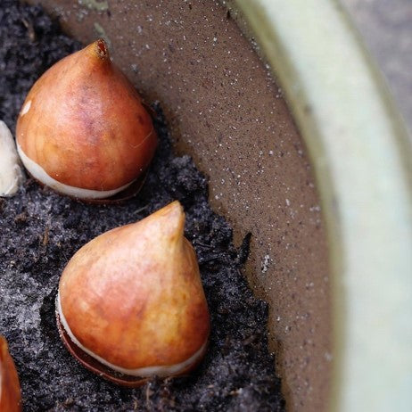 Tulpenbollen platte en bolle kant