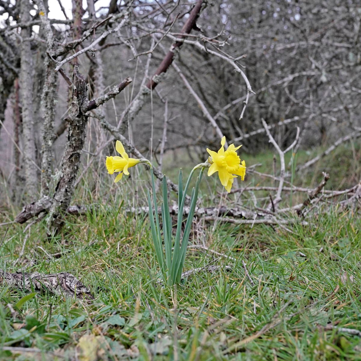 wilde narcis