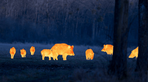 Wild bush pigs - Thermal Imaging detection in wildlife South Africa