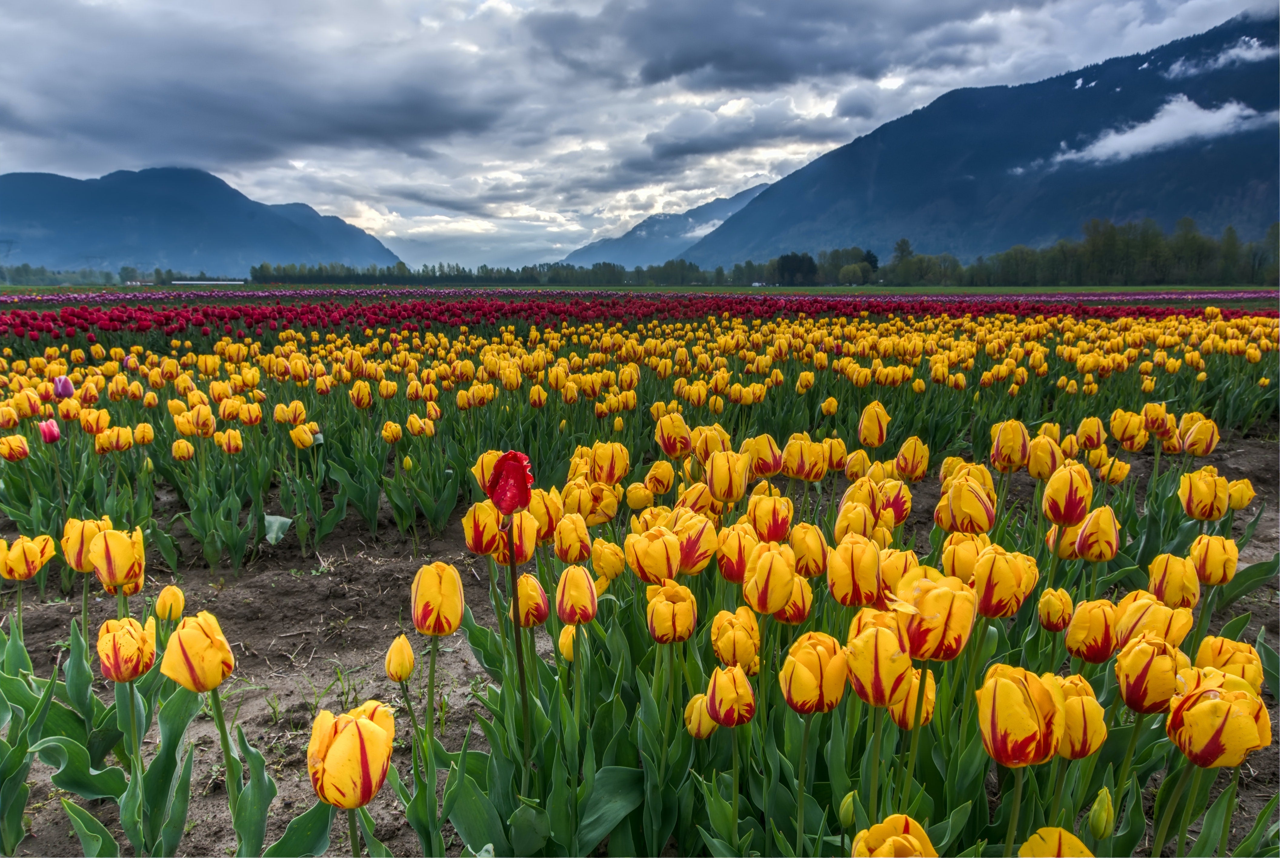 valentine-s-day-flowers-for-different-personalities