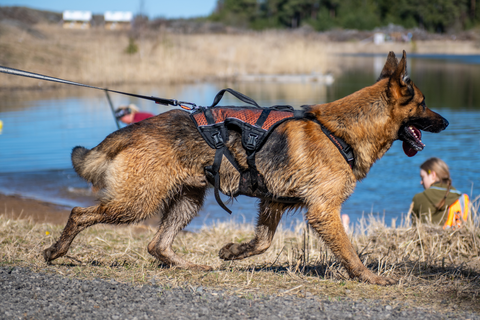 Non-stop dogwear Rock Harness Long - Long Dog Harness