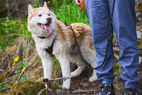 Non-stop dogwear Rock leash