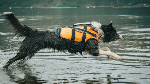 Non-stop dogwear Safe Life Jacket 2.0 - Life Jacket for Dogs