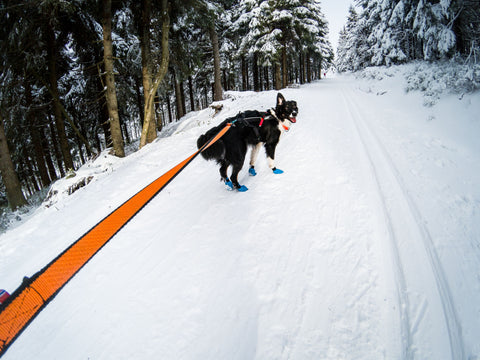 Non-stop dogwear Bungee Leash