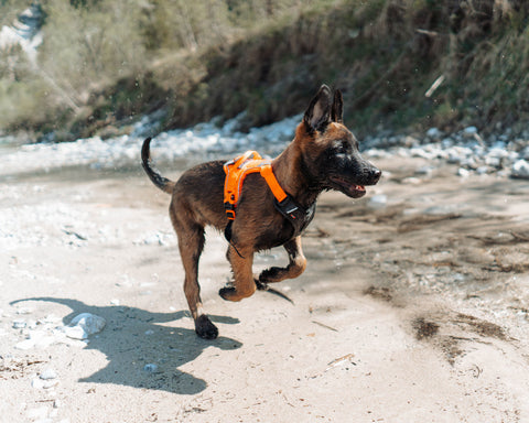 Non-stop dogwear Puppy Kit Orange - Puppy Pack