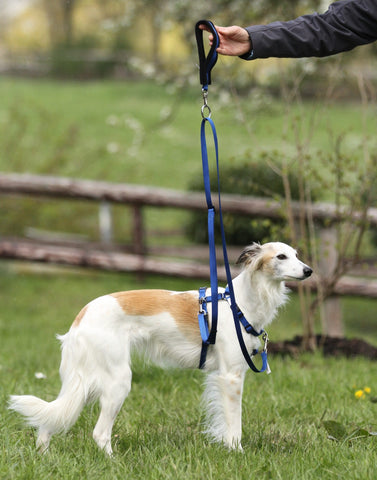 Ttouch Harness