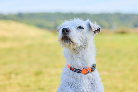 Non-stop dogwear Tumble Collar