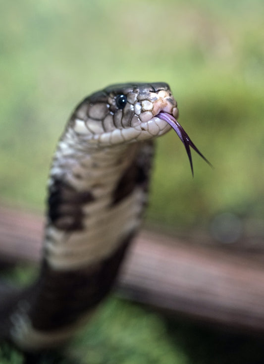 Selective Focus Photography Of Snake Poster
