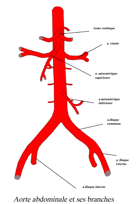 aorte