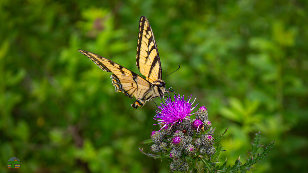 Butterfly on thistle at The Awen Center.