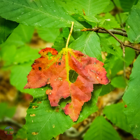 Fallen leaf in Autumn; Catskill Mountains