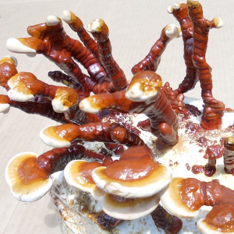 Reishi Mushroom Extract