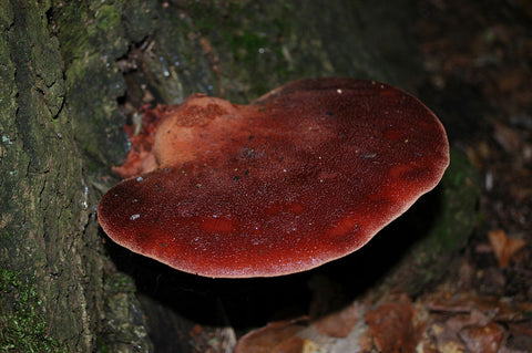 beefsteak fungus