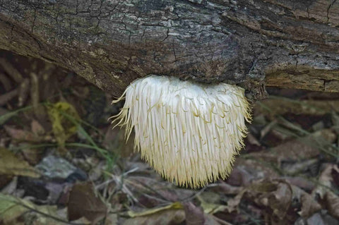 Oyster Mushroom