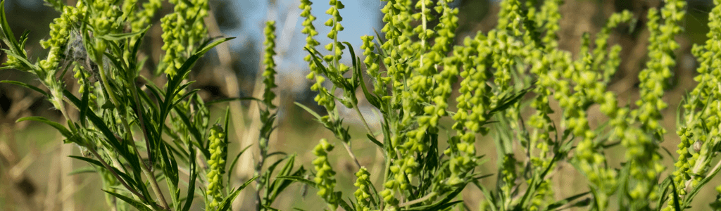 Ragweed in a field