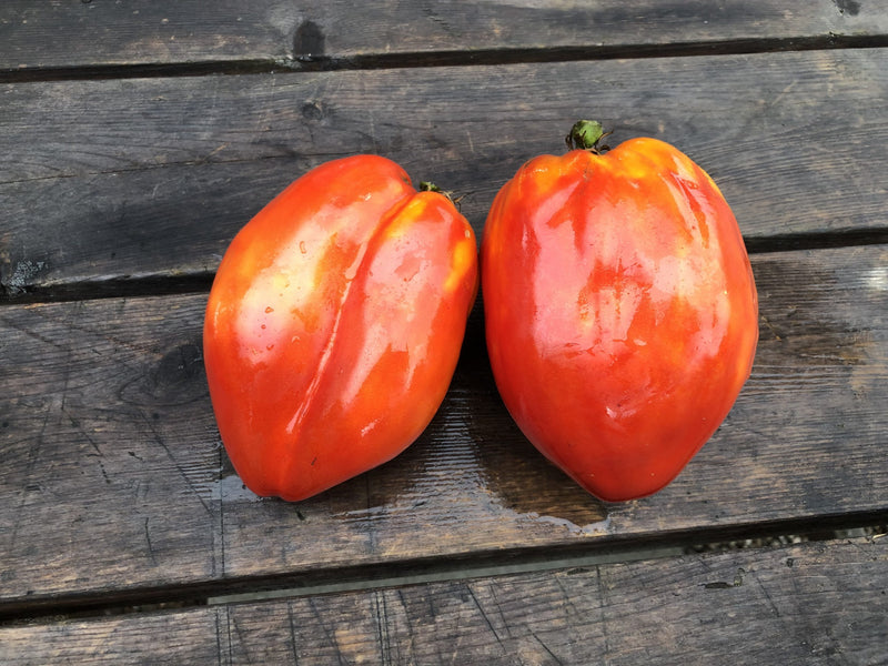 Semences Tomate coeur de boeuf La Pasquale Bio / Jardins de l&