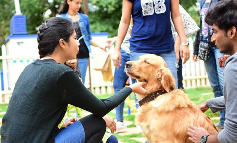 Rise in Pet parents in india