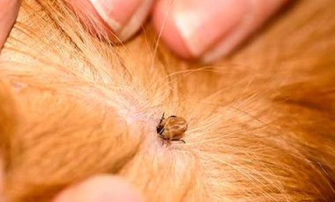 Parasite in a pet