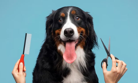 Pet Grooming essentials- dog sitting in between of comb and scissors