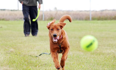 Dog playing along with their parents and chasing the ball