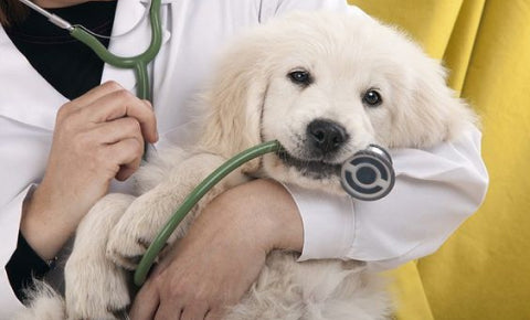 Pet Health and care