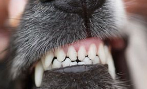 Pet's Teeth Cleaning