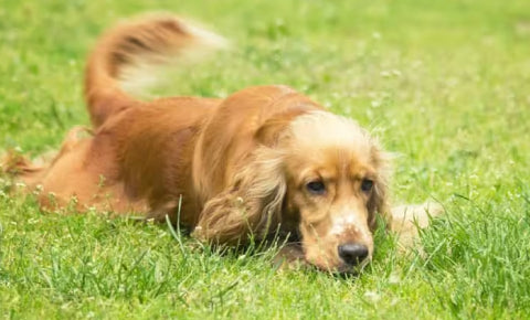 Spaniel cocker wagging his tail