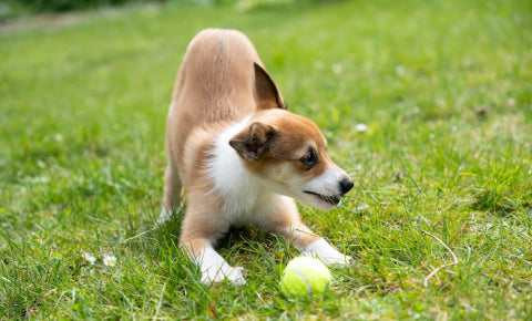 A dog sitting in yoga pose