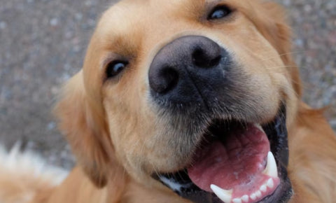 Golden Retriever smile