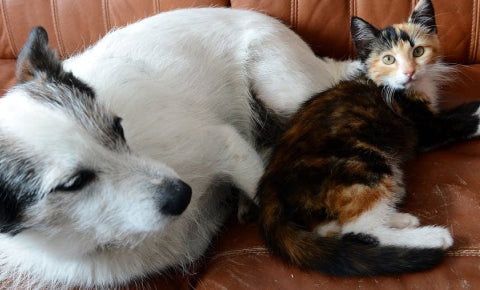 Cat and Dog sitting next to each other