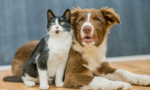 Cat and dog sitting together