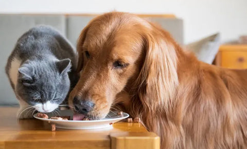 Cat and Dog eating together