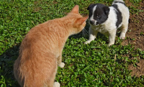 Pets socializing together