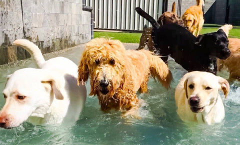 Energetic Dogs enjoying in pool