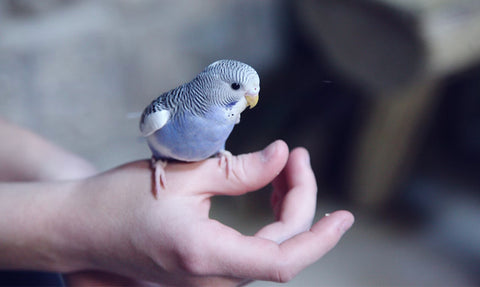 Indian pet birds