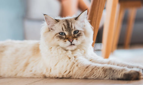 Indian pet cats