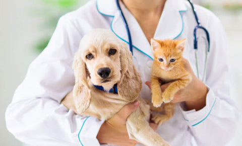 Affordable Pet Insurance