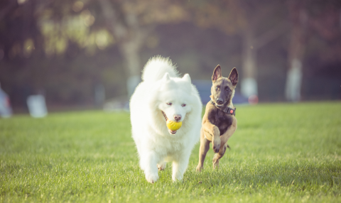 training dogcare petcare petwarehouse
