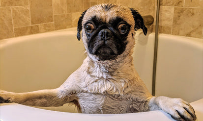 Dog bath