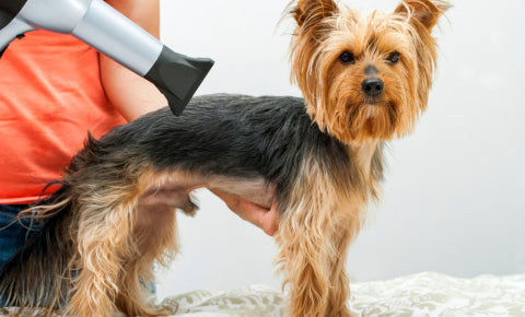 Silky Terrier getting his grooming session