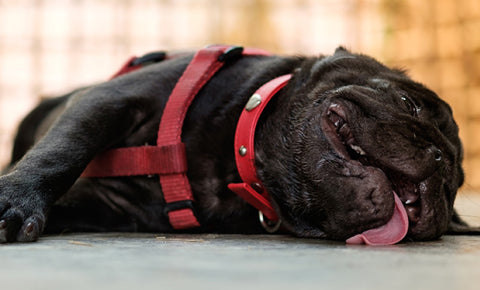 A dehydrated dog having heatstroke