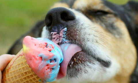 A dog eating ice cream