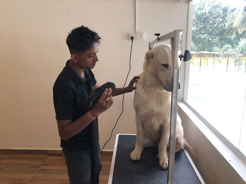 Pet Grooming at Pet Warehouse store in Chippi Pet Boarding