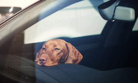 A dog sitting in the car alone in summer