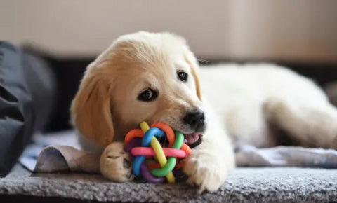 A golden retriever playing with his ball toy inside his house