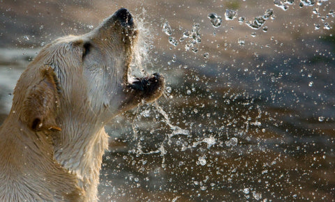 Water splashing on dog face